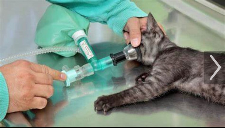 Cat Anesthesia