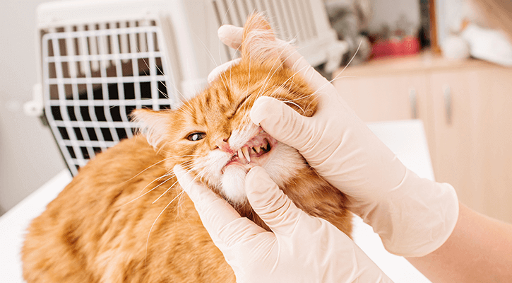 cat dental visit