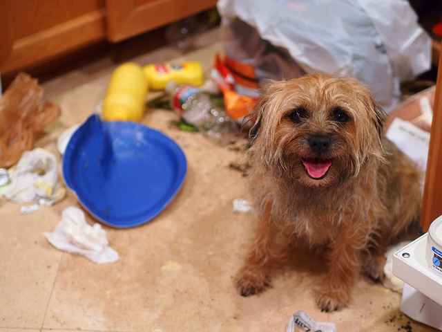 Dog_Trash Dog_Trash