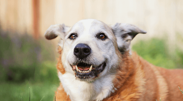 Senior Dog Care in Dalton Senior Dog