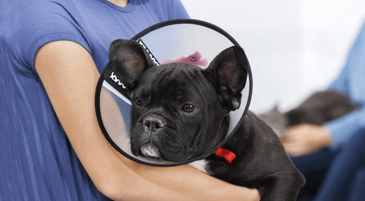 Dog Spaying in Dalton Dog Neutering in Dalton
