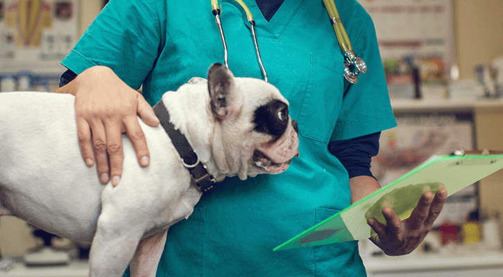 Dog Surgery in Dalton Dog with Surgeon
