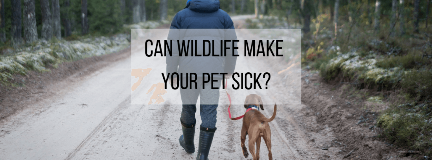 Wildlife-blog-header Wildlife-blog-header