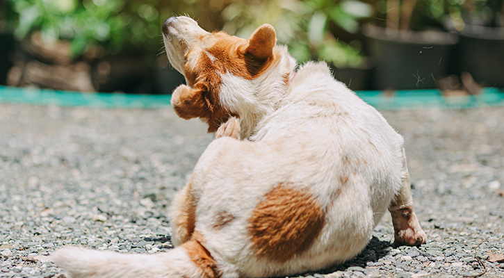Flea & Tick Prevention in Dalton Dog with Fleas