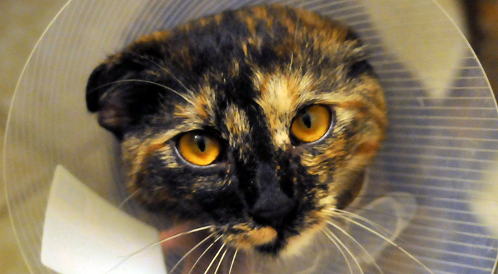 Cat Surgery in Dalton Cat in Cone