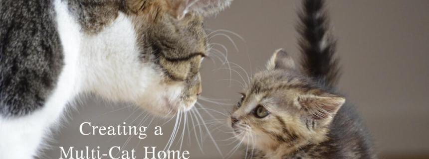 creating-multicat-home-blog-header