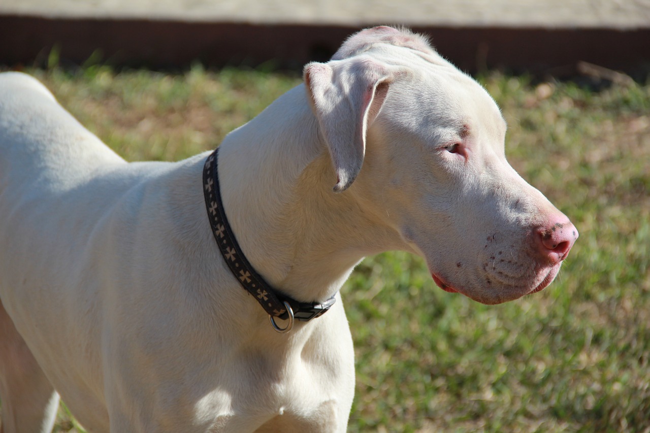 Dog Heartworm CAre In Dalton White Dog