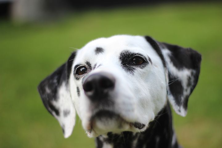 Dog Microchipping in Dalton Dalmatian