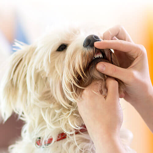 Dog Dental Exam in Dalton