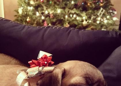dog-christmas dog-christmas