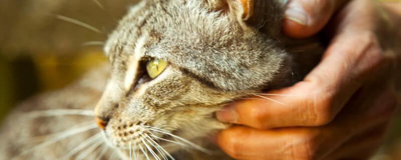 Cat Nutrition Cat's Face