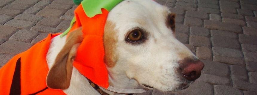 halloween-blog-header-1 halloween-blog-header-1