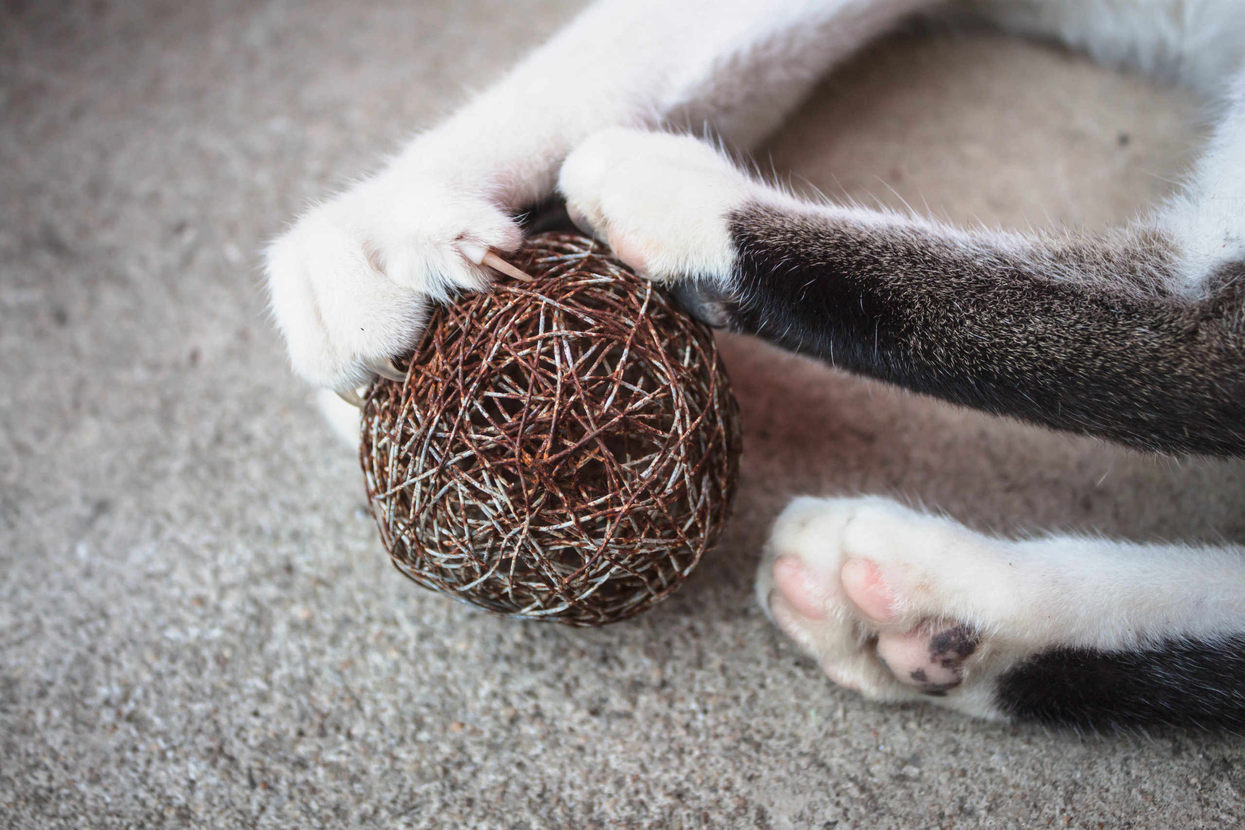 Cat paw with claws out play toy