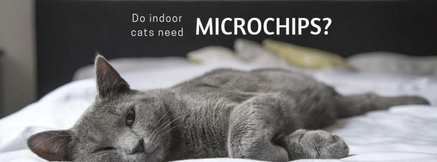 indoor-cat-microchips-blog-header
