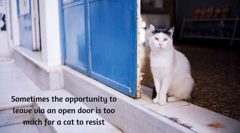 Cat sitting near open door