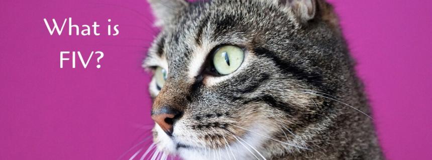 what-is-fiv-blog-header what-is-fiv-blog-header